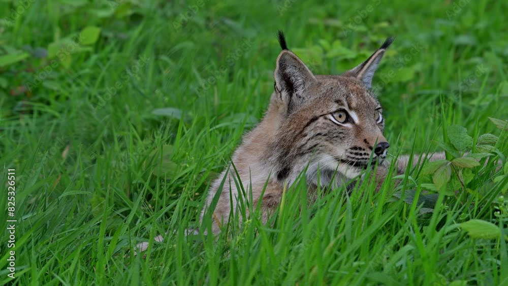 Close-up of Eurasian lynx (Lynx lynx) resting in grassland / meadow and looking at animal / prey passing by Close-up of Eurasian lynx (Lynx lynx) resting in grassland / meadow and looking at animal / prey passing by