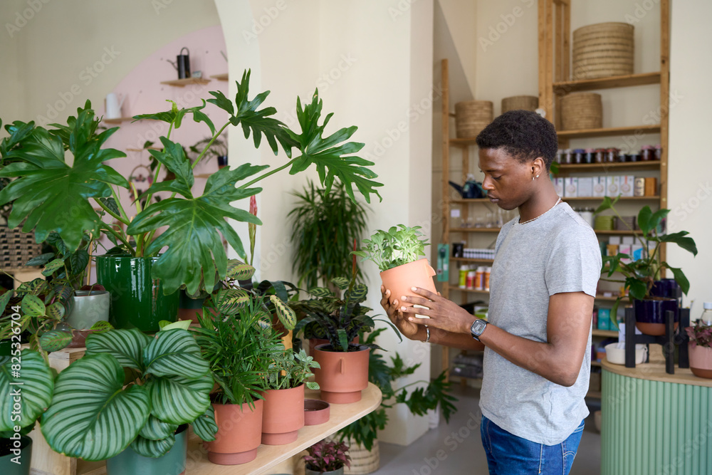 Buying house plants for home decoration Buying house plants for home decoration