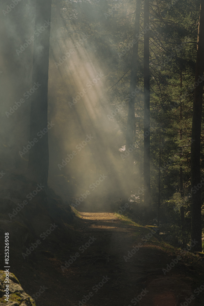 Tree In Forest With Smoke
