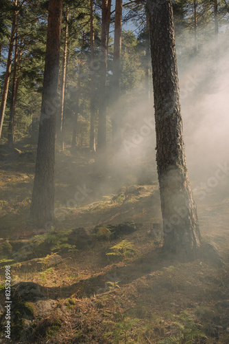 Tree In Forest With Smoke
 photo