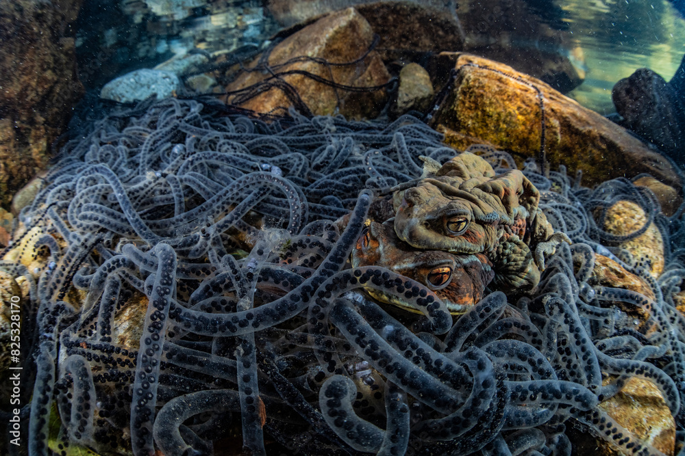 Breeding behavior of toads
Breeding behavior of toads