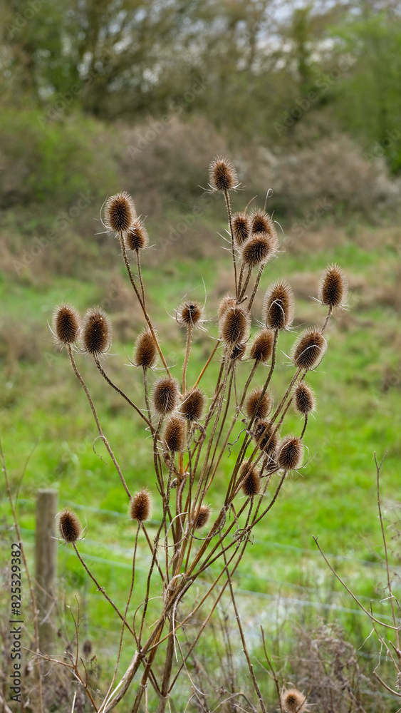 Scenic view of spiky teasel plants seeding in meadow of rural countryside on Somerset Levels in England UK Scenic view of spiky teasel plants seeding in meadow of rural countryside on Somerset Levels in England UK
