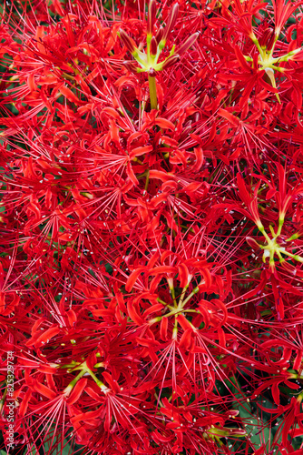 Cluster of Red Spider Lilies photo