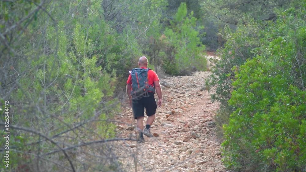 Slow motion, rear view of a man hiking in the forest, in the morning at summer Slow motion, rear view of a man hiking in the forest, in the morning at summer