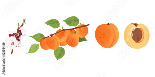 Set with apricot blossom, apricots on a branch, whole fruit and half. Hand drawn flat vector isolated on white background 