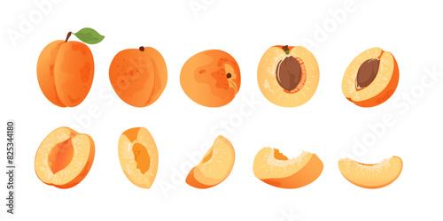 Fresh apricot slices and whole fruits. Flat vector apricot from different sides isolated on white background.
