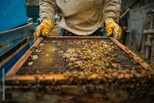 Beekeeper Checking Honeycombs photo