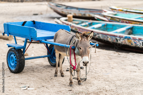 Donkey pulling a cart.