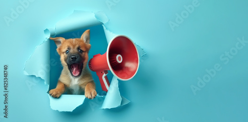 crazy, cute dog hand holding a red megaphone. screaming, Promotion, action, holiday, ad, job questions. Vacancy. Business discount concept, communication, information, news, team media