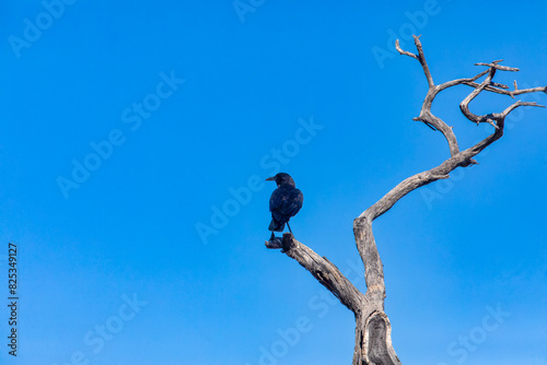 cape crow sitting on an old dead tree branch against the blue sky