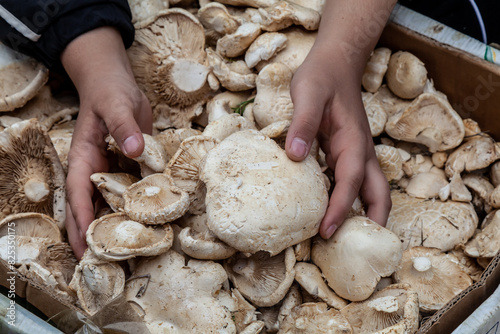 Mushrooms are sold on a market in Kazakhstan photo