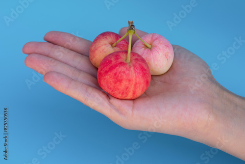 Young female hands hold red little tasty apples on blue background. Concept of buying eco fruits in market or cultivation and harvesting in the garden