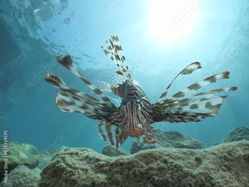 lion fish underwater lionfish underwater mediterranean sea photo