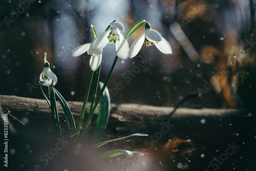 Snowdrop plants in the woods photo
