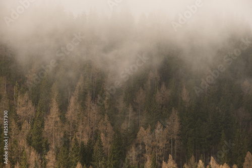 Trees with morning fog .
 photo