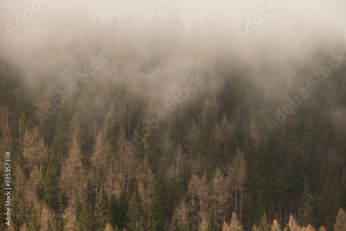 Trees with morning fog .
