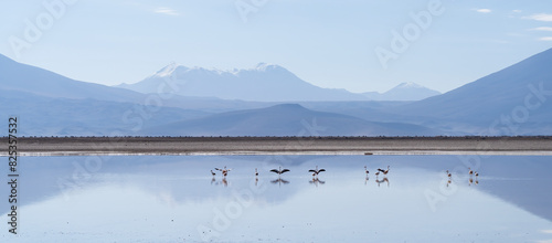 Chilean Flamingos In Salar Ascotan   photo