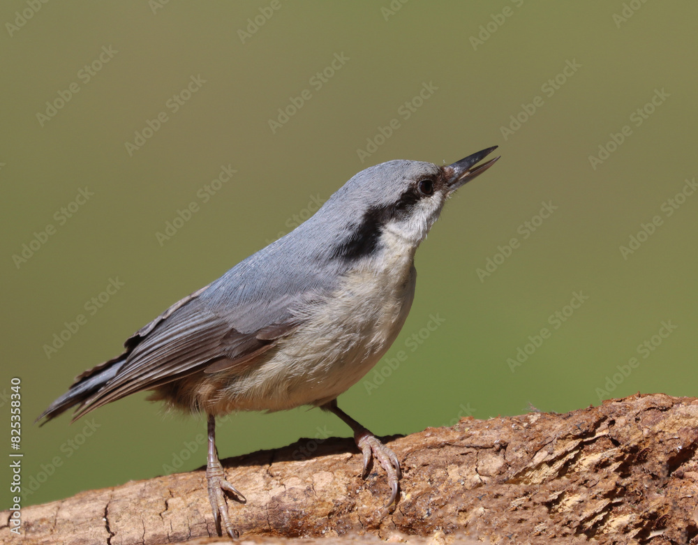 Obraz premium Eurasian nuthatch