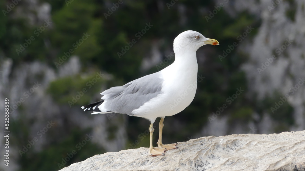 mouette mouette