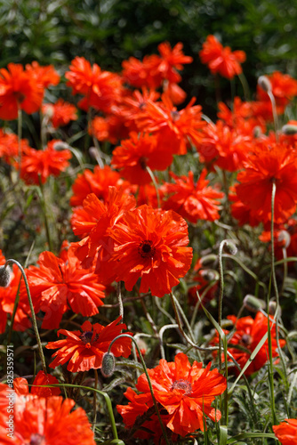 Wallpaper Mural Red poppies bloom in a clearing. Flower bed near the house with flowers in summer Torontodigital.ca