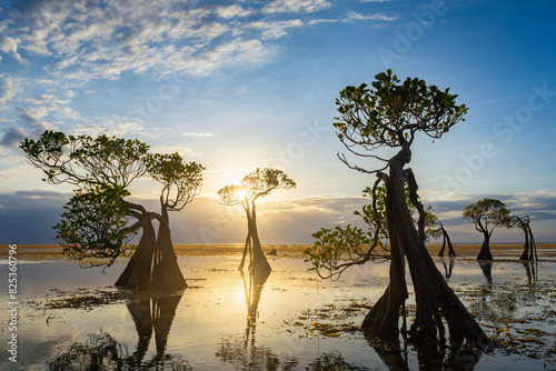 Dancing Mangrove Trees of Sumba Island in Indonesia.