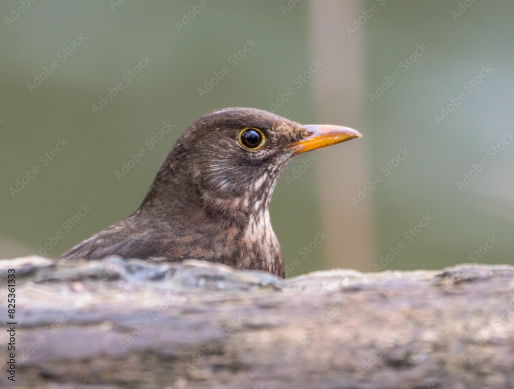 Small female Common blackbird (Turdus merula) perched on a close branch Small female Common blackbird (Turdus merula) perched on a close branch