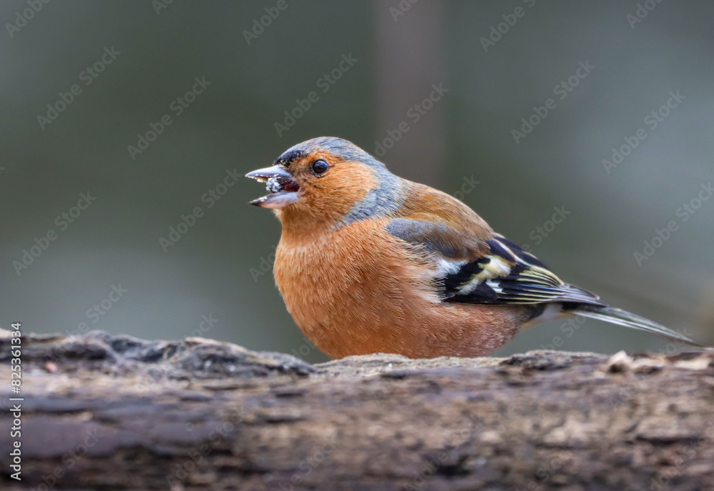 Small Chaffinch (Fringilla coelebs) perched on a close branch Small Chaffinch (Fringilla coelebs) perched on a close branch