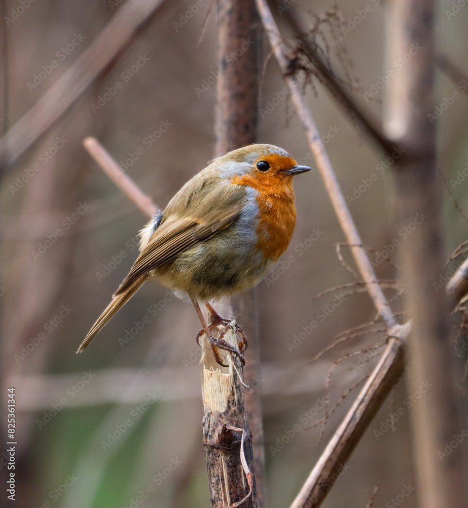 Small Robin (Erithacus rubecula) perched on a close branch Small Robin (Erithacus rubecula) perched on a close branch