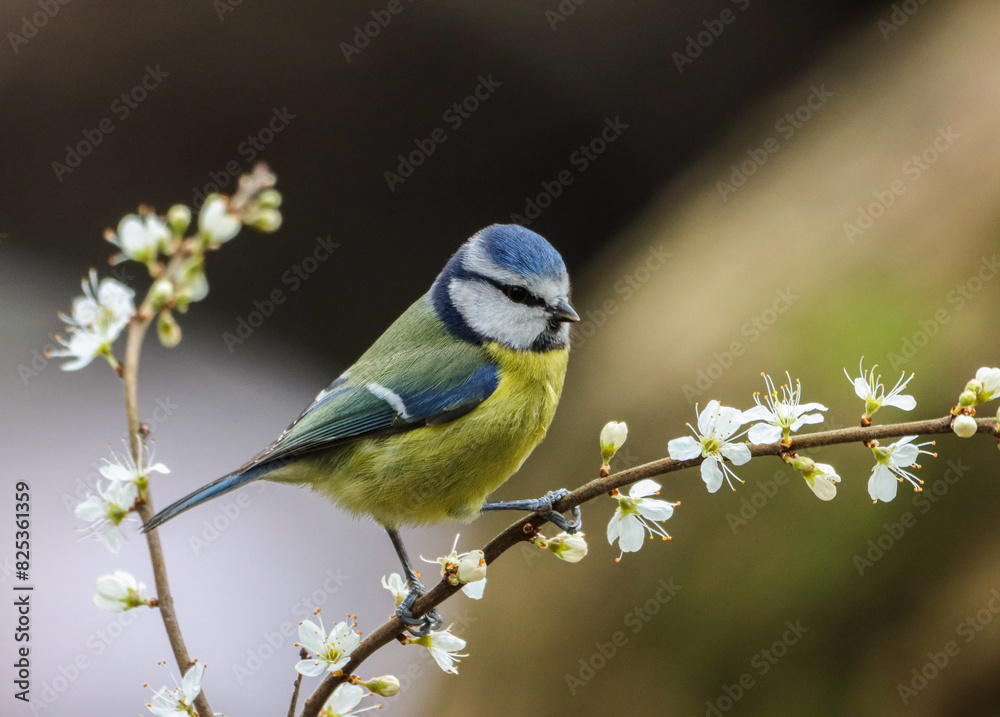 Obraz premium Small Blue tit (Cyanistes caeruleus) perched on a close branch