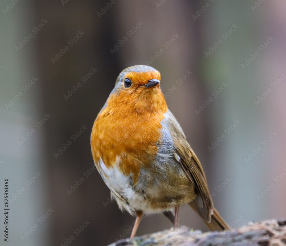 Small Robin (Erithacus rubecula) perched on a branch Small Robin (Erithacus rubecula) perched on a branch