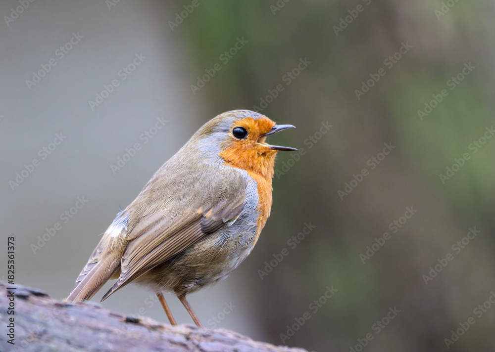 Small Robin (Erithacus rubecula) perched on a branch Small Robin (Erithacus rubecula) perched on a branch