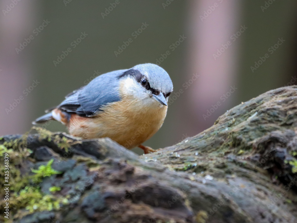 Obraz premium Small Nuthatch (Sitta) perched on a branch