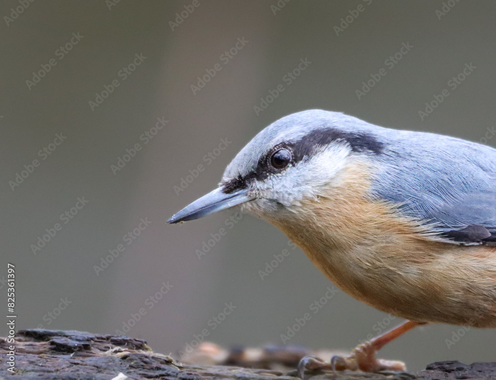 Small Nuthatch (Sitta) perched on a branch Small Nuthatch (Sitta) perched on a branch