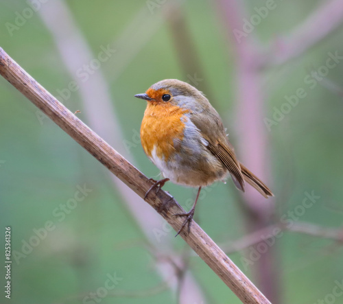 Small Robin (Erithacus rubecula) perched on a close branch