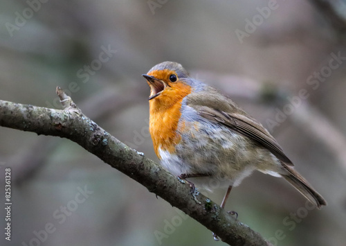 Small Robin (Erithacus rubecula) perched on a branch © Wirestock