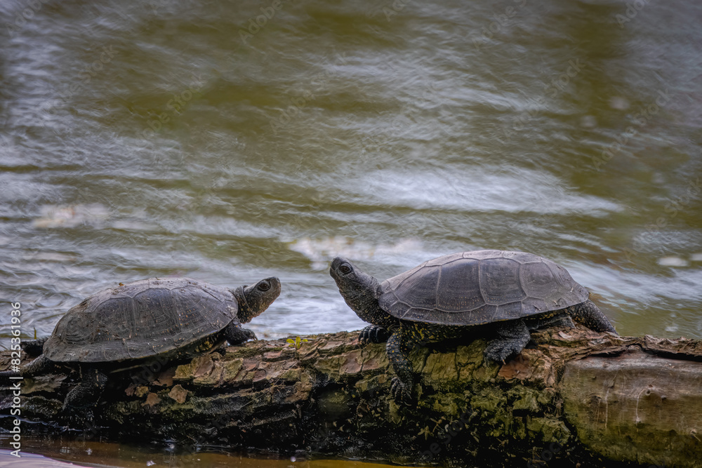 Obraz premium European pond turtles couple lay on the wooden trunk on the river bank, look at each other, and take a sun bath on a sunny spring day.
