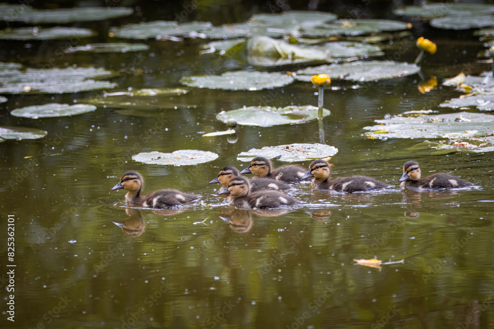 Fototapeta premium Ducklings swim in the water perpendicular to the camera lens on a sunny spring day.