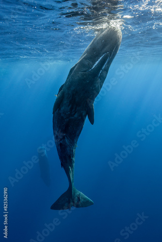 Sperm whale swimming underwater photo