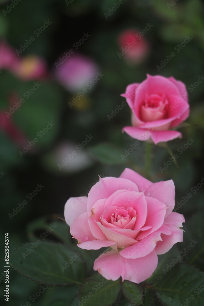 rose bloom flower garden pink red Spring summer romantic Colorful Background screensaver wallpaper rose bloom flower garden pink red Spring summer romantic Colorful Background screensaver wallpaper