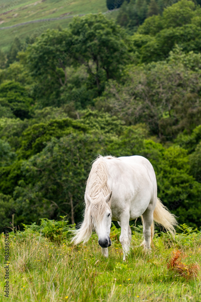 Obraz premium White horse grazing in a field with bushes on the side