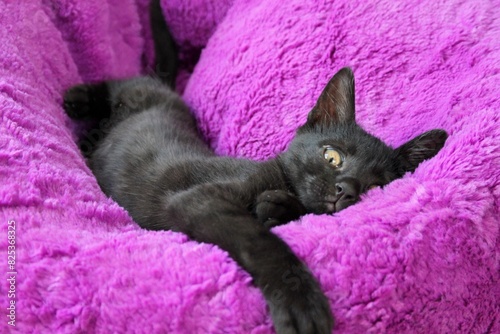 Photography Closeup shot of a cute black cat laying on a plush purple pillow