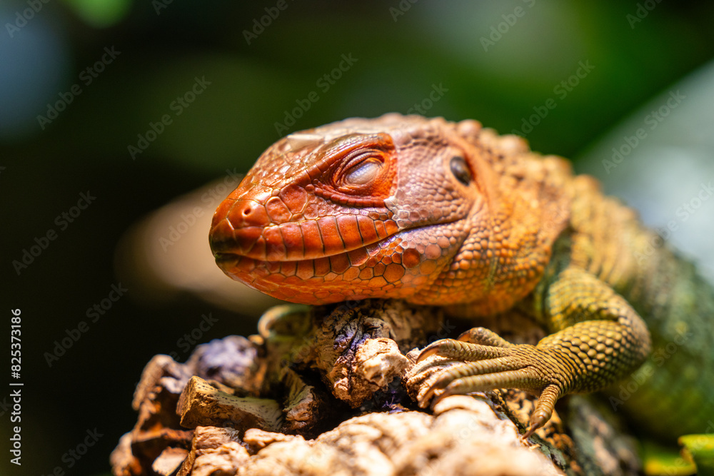 Fototapeta premium Close-up of a Caiman lizard (Dracaena)