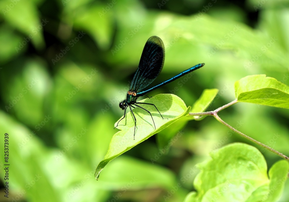 Close-up of a blue dragonfly on a green leaf with shallow focus Close-up of a blue dragonfly on a green leaf with shallow focus