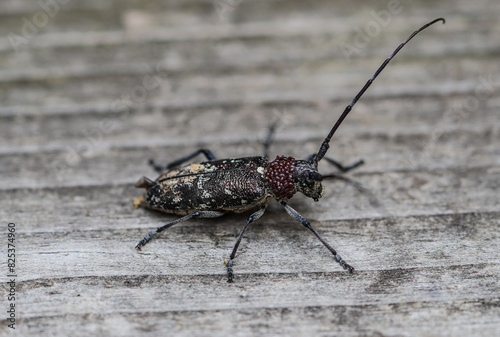 White spotted sawyer beetle with red mites attached to neck.