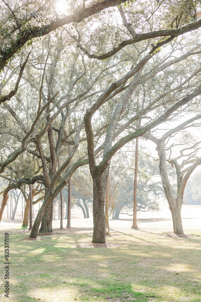 Obraz premium Lush green trees in Mobile, Alabama