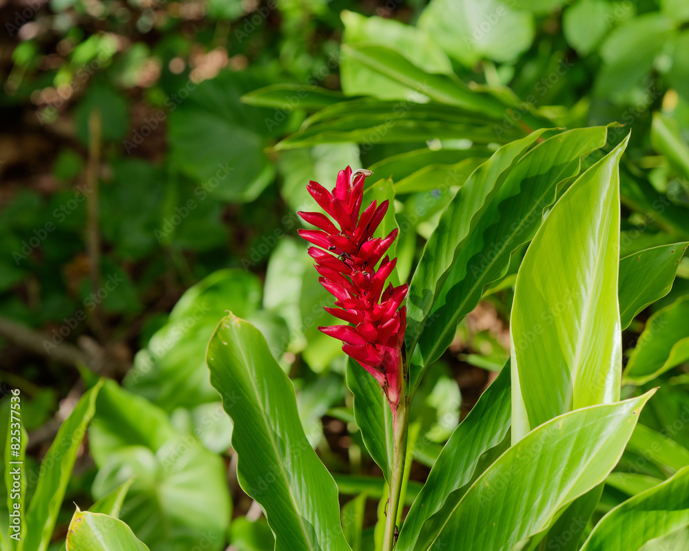 Lush vegetation and vibrant flowers in Wailua River State Park, Kauai, Hawaii Lush vegetation and vibrant flowers in Wailua River State Park, Kauai, Hawaii