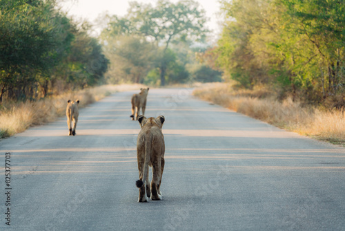 Lions Roaming on Savannah Road, Kruger National Park photo