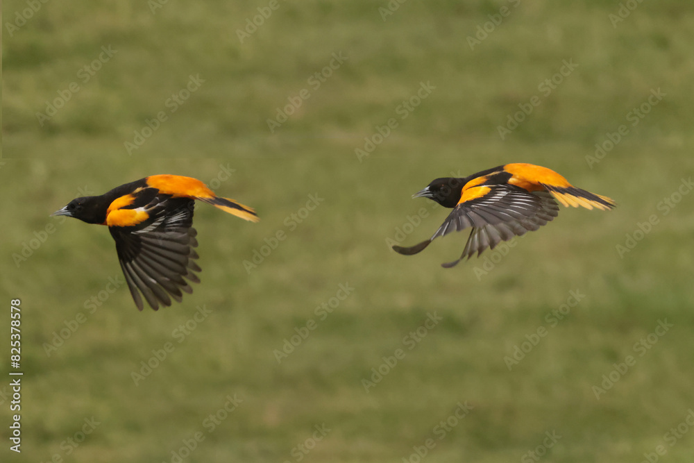 Obraz premium Baltimore Orioles in Spring