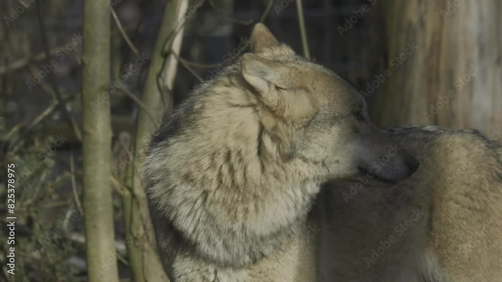 Close-up shot of a grey wolf standing still, with its ears slightly back. Close-up shot of a grey wolf standing still, with its ears slightly back.