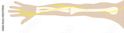 Vector medical illustration of the radial nerve supplying the upper limb's posterior part.
